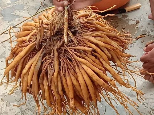 শতমূলীর উপকারিতা – ভেষজের মাঝে লুকিয়ে থাকা সুস্থতার চাবিকাঠি!